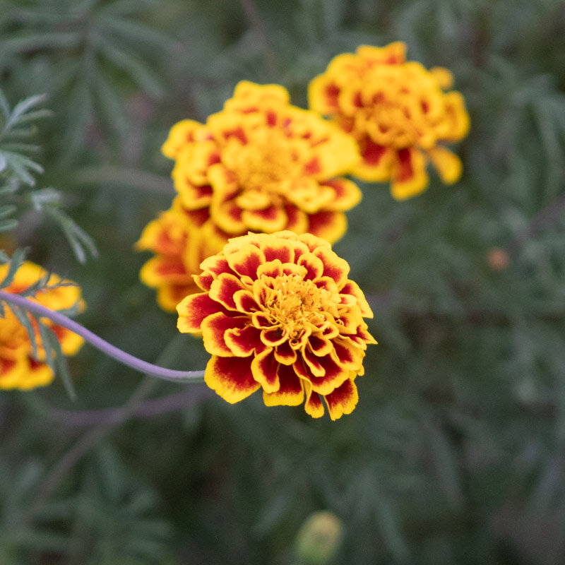 Taget - Sparkler Marigold