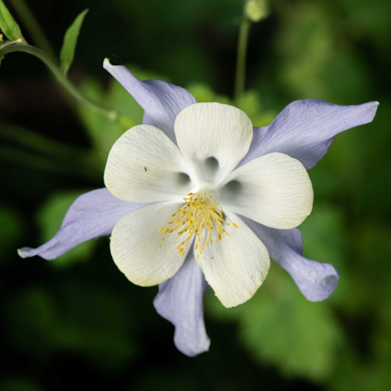 Ancolies - Early-blooming blue columbine