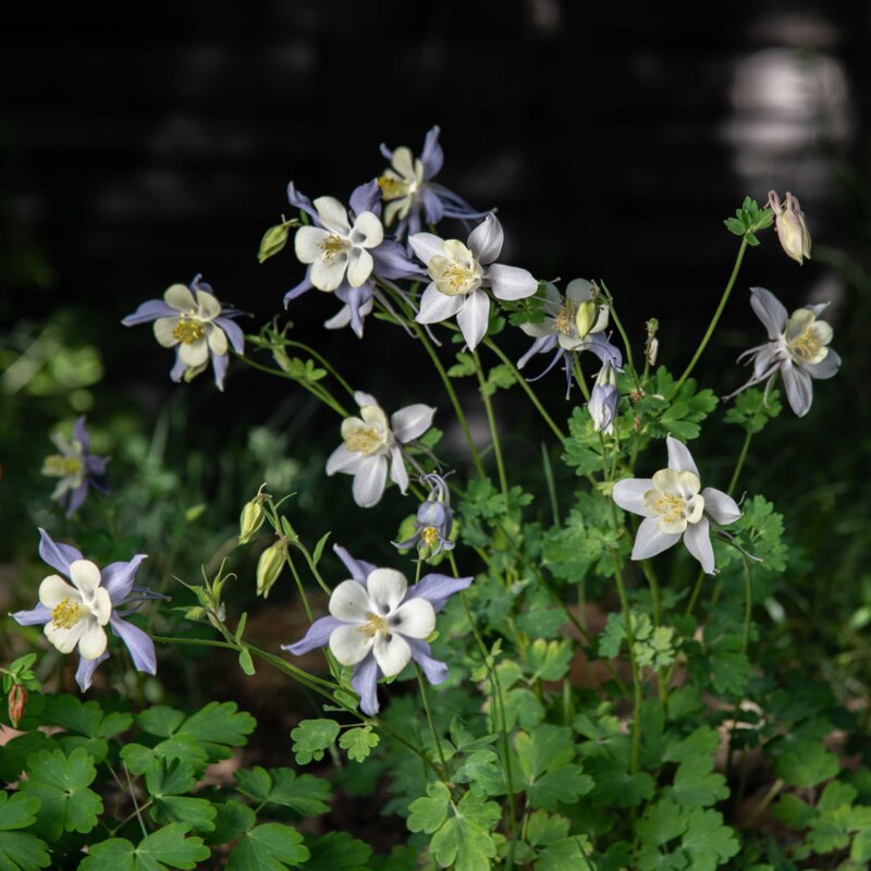 Ancolies - Early-blooming blue columbine