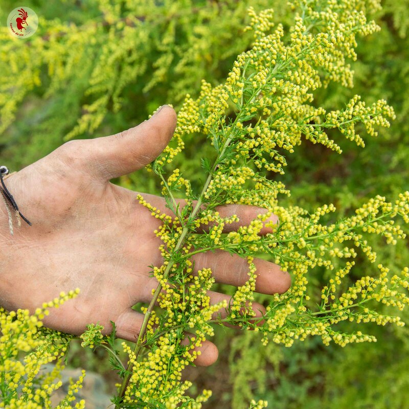 Artemisia - Annual wormwood