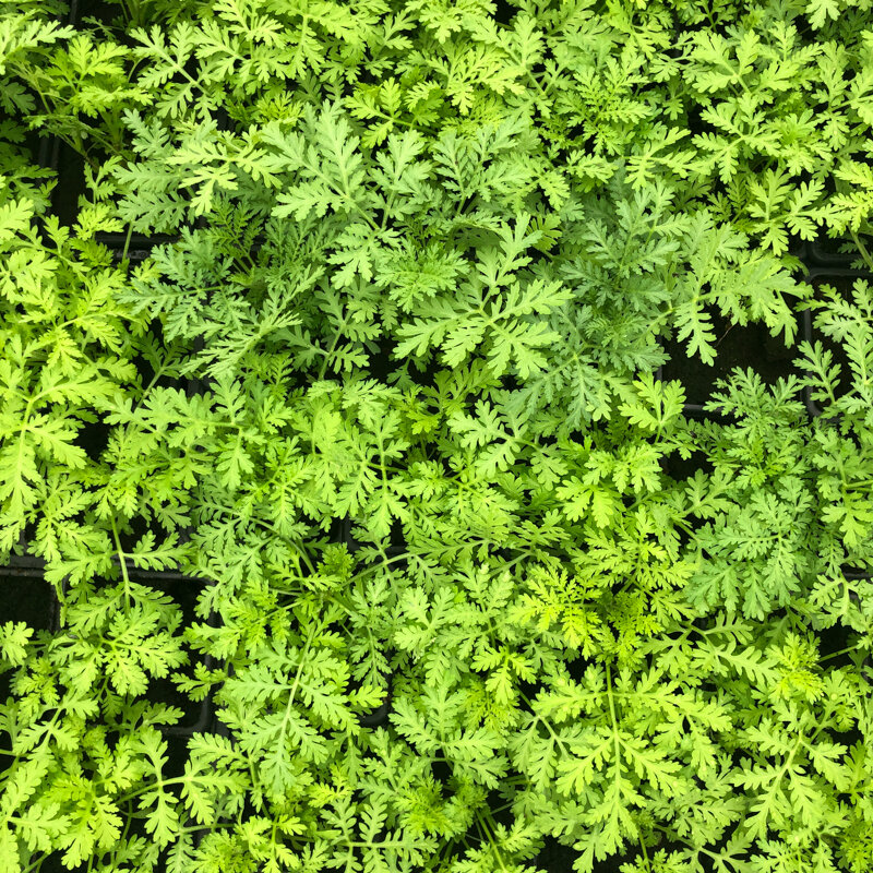 Flowers - 3 Artemisia annua AB plants