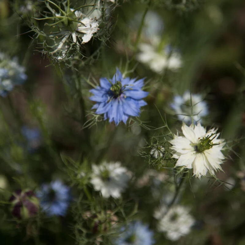 Nigella - Mixed Colors