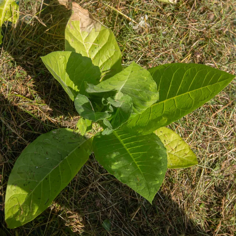 Tobacco - Catterton