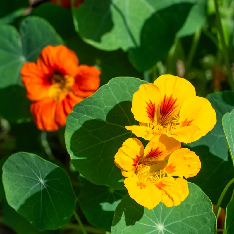 Nasturtiums - Tom Thumb Mix