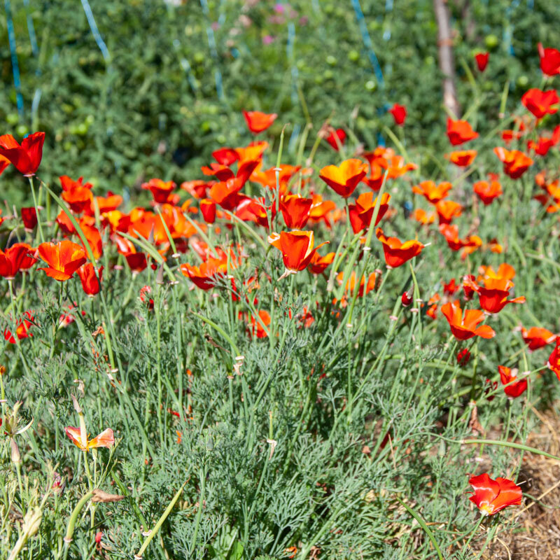 California poppies - Red Chief