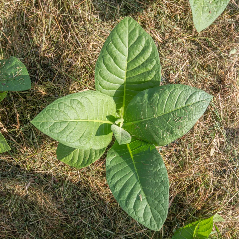 Tobacco - Monte Calme Yellow