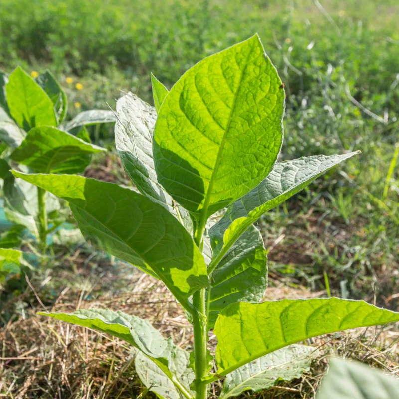 Tobacco - Bursa