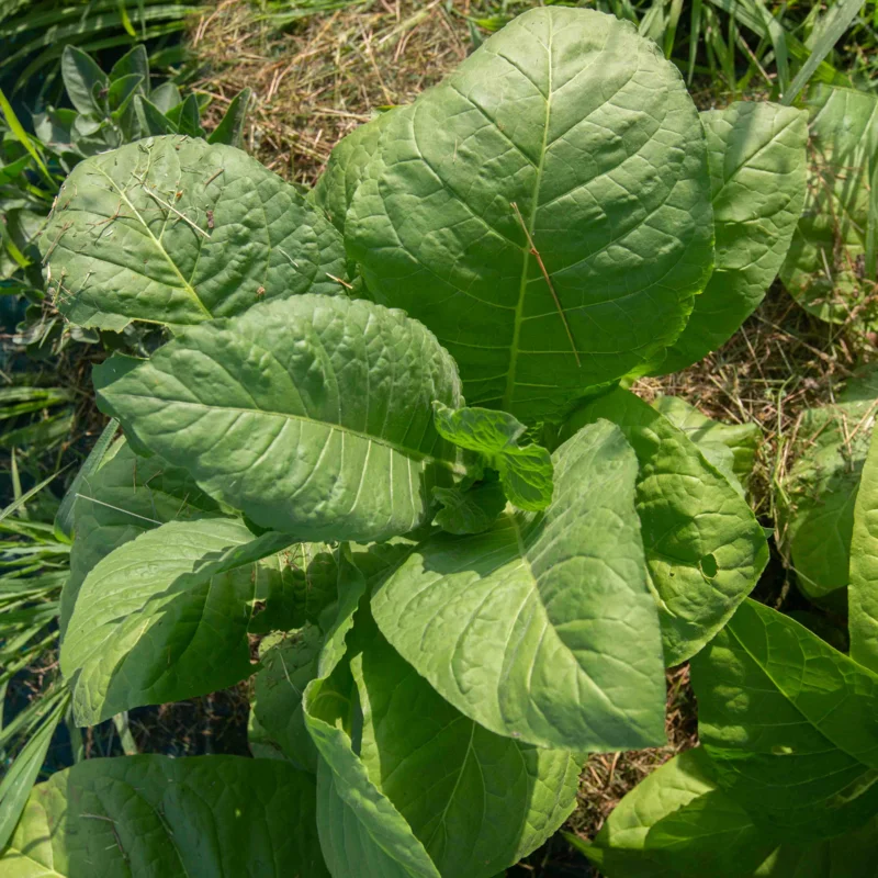 Tobacco - Bamboo Shoot