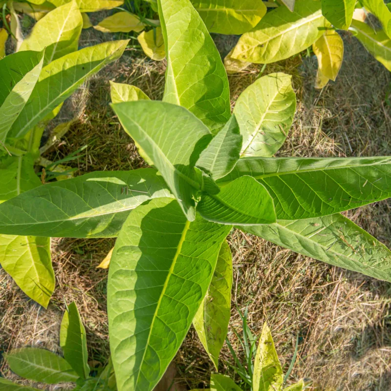 Tobacco - Bolivian Criollo