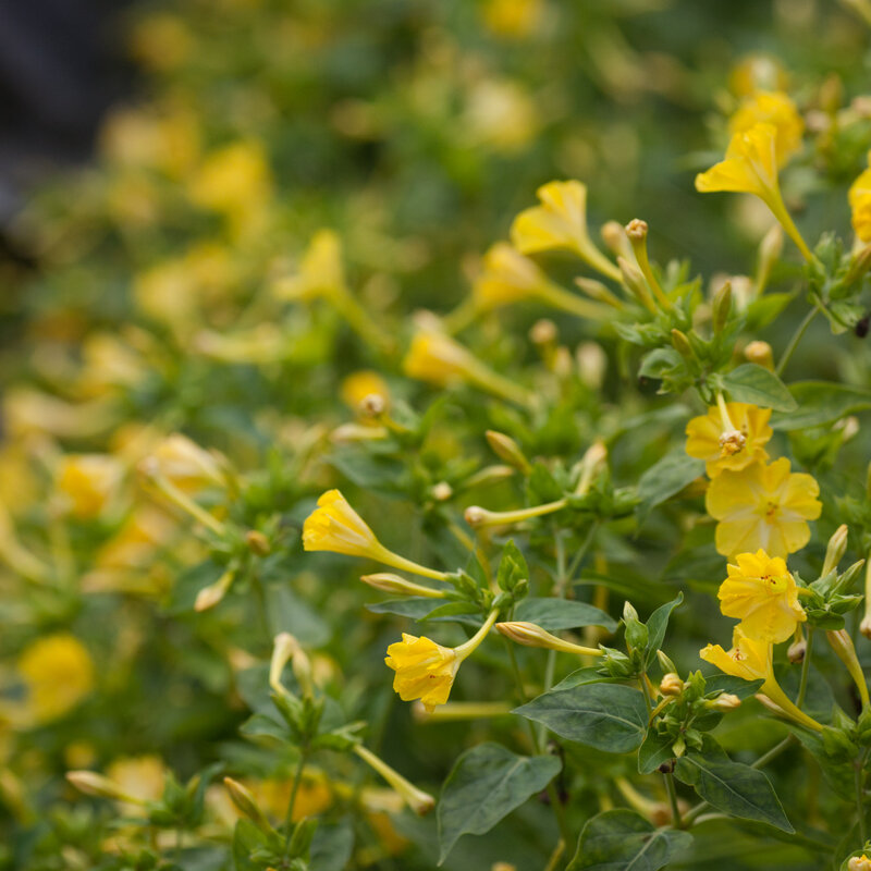 Marvel of Peru - Yellow Flowers