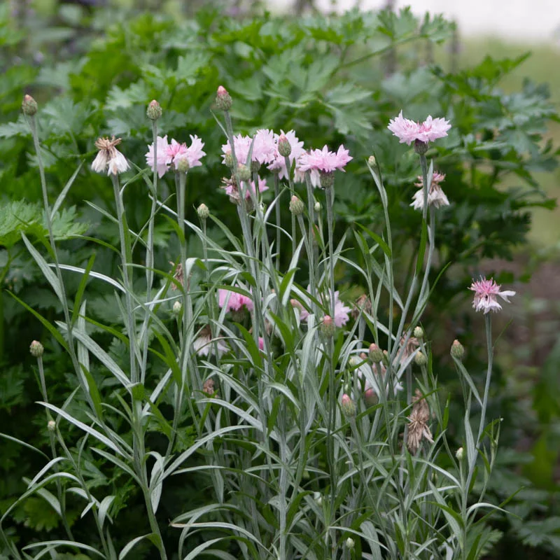 Cornflower - Pink