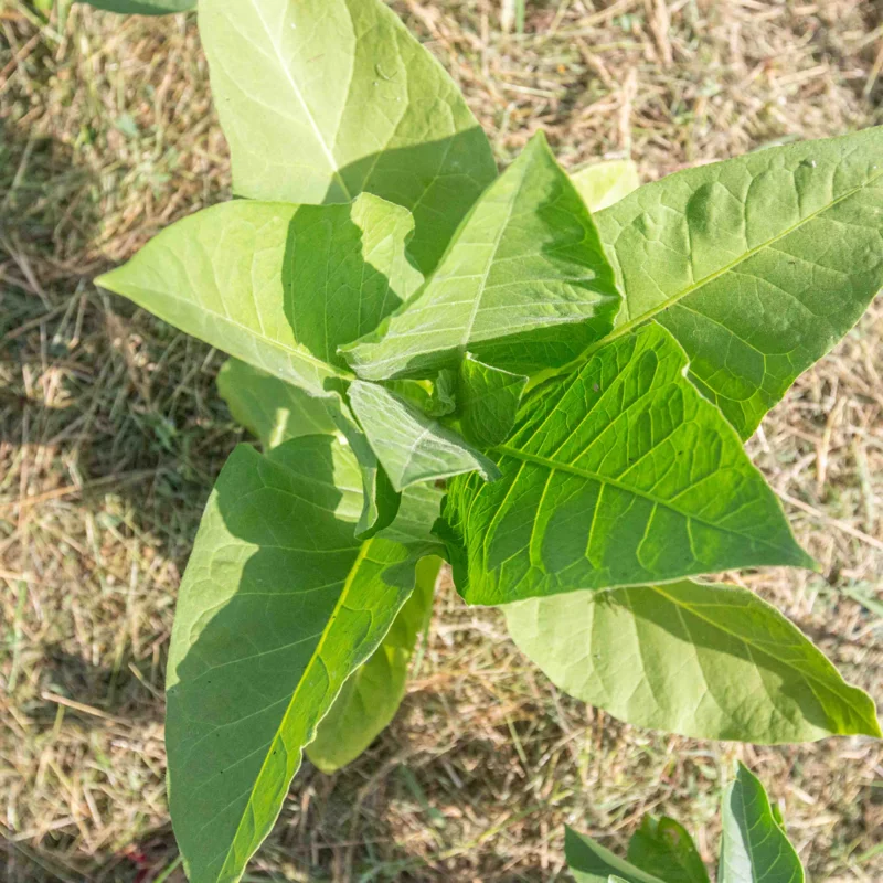 Tobacco - Okinawa