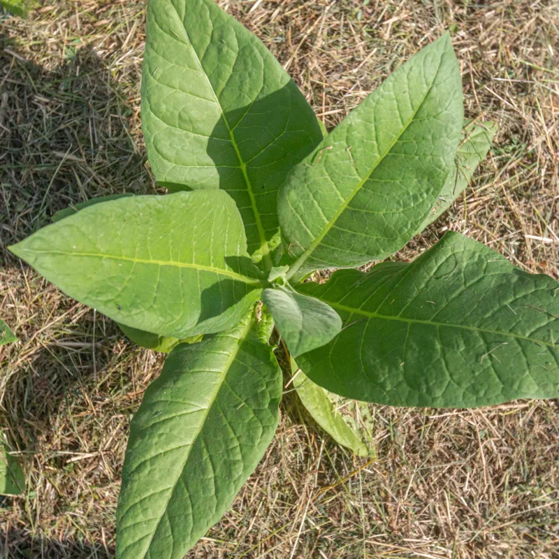 Tobacco - Goose Creek Red