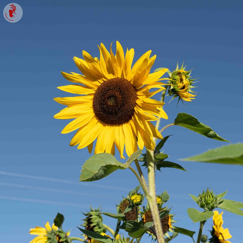 Sunflowers - Morning Sun