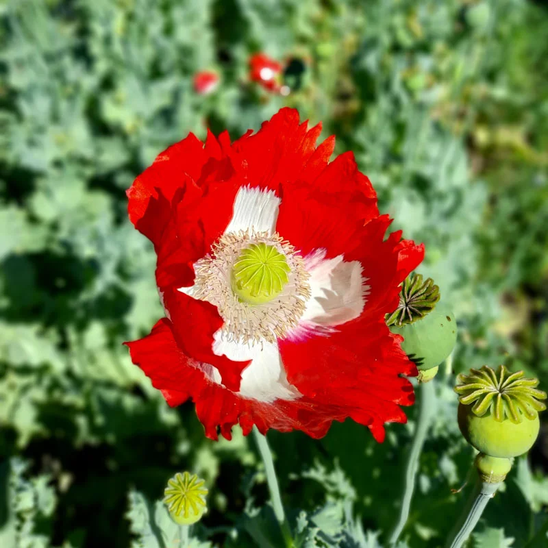 Poppies - Danish Flag