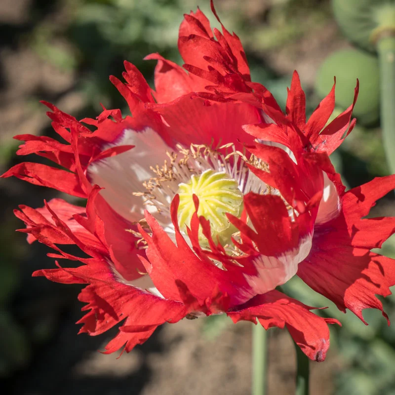 Poppies - Danish Flag