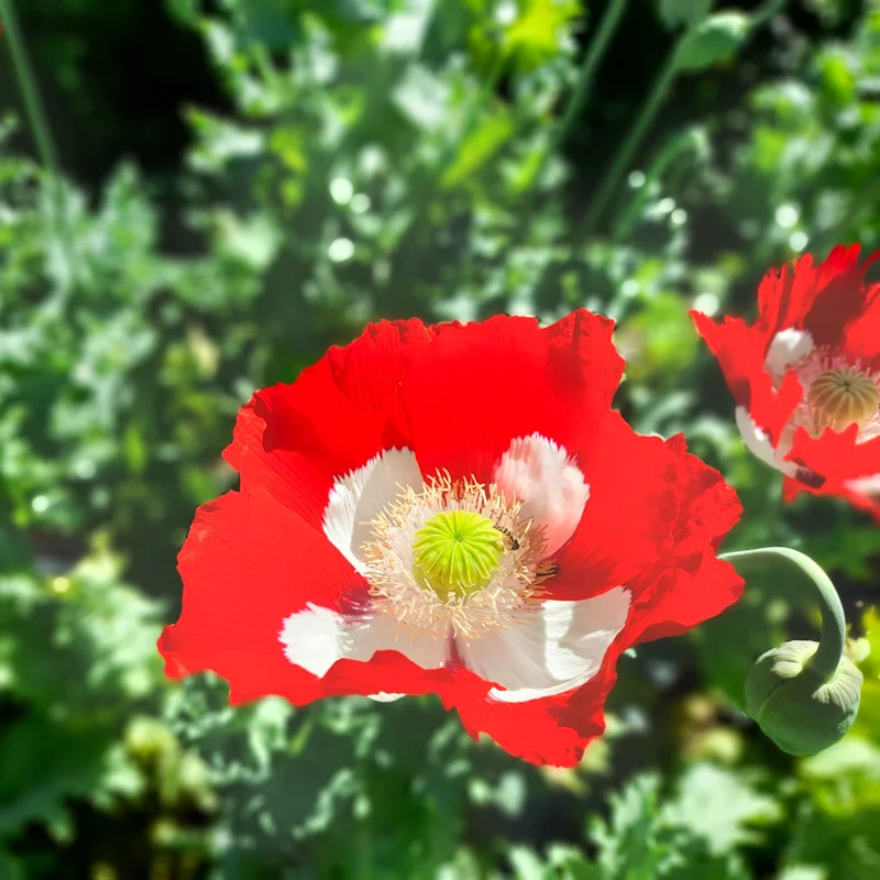 Poppies - Danish Flag