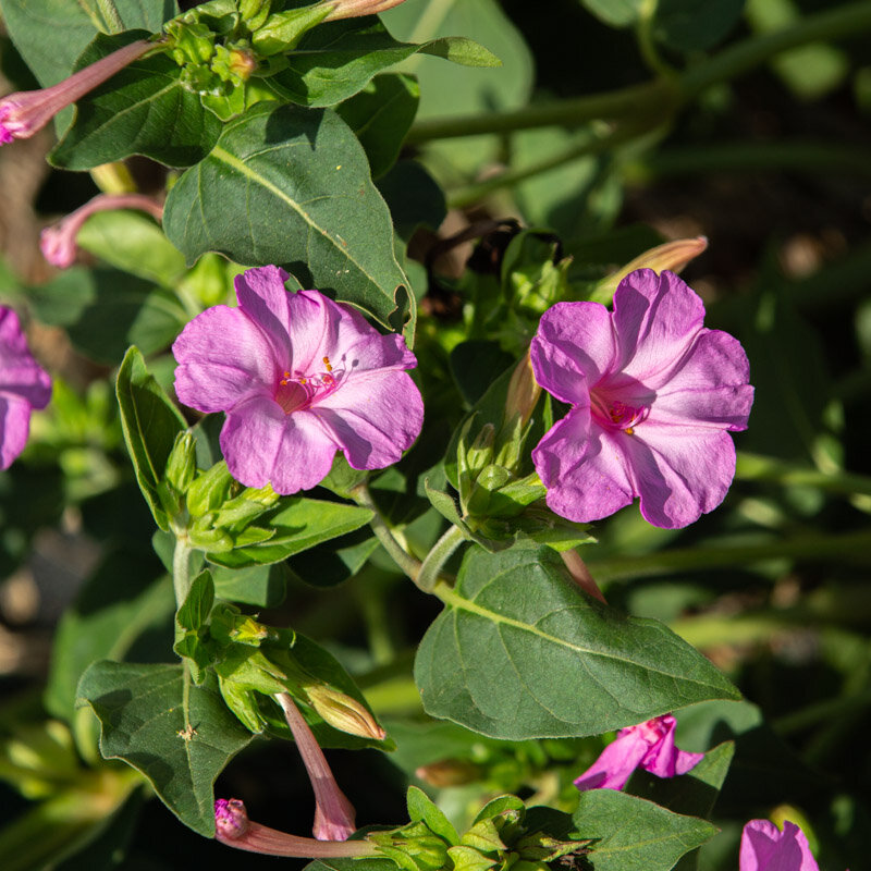 Marvel of Peru - Pink Flowers