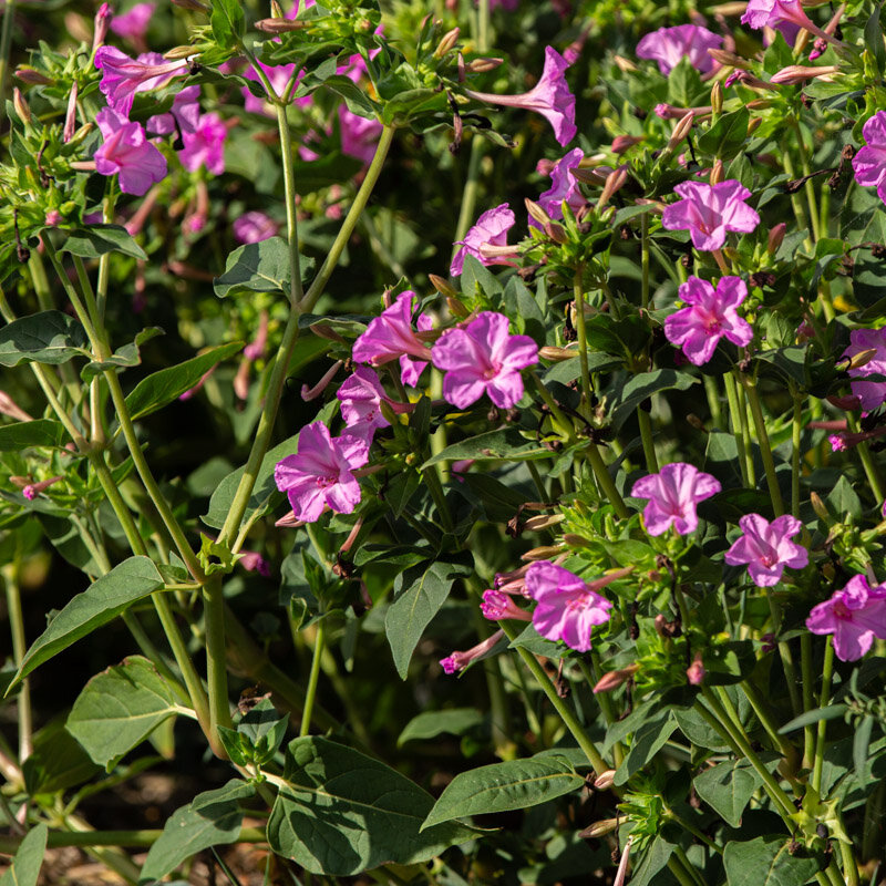 Marvel of Peru - Pink Flowers