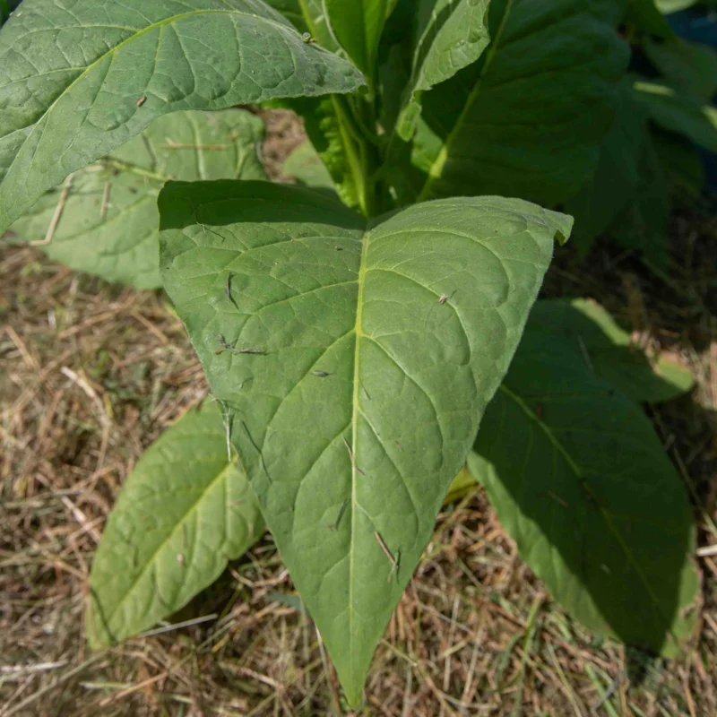 Tobacco - White Mammoth