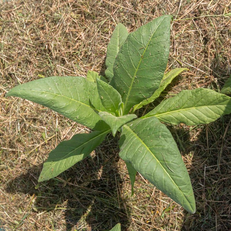 Tobacco - Gold Leaf Orinoco