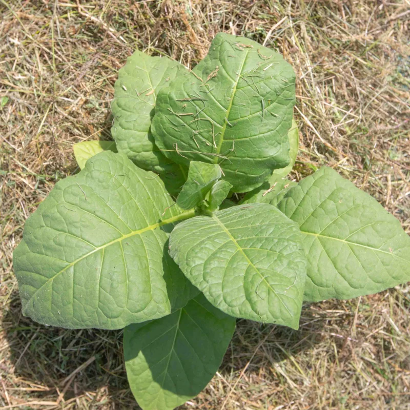 Tobacco - Green Brior