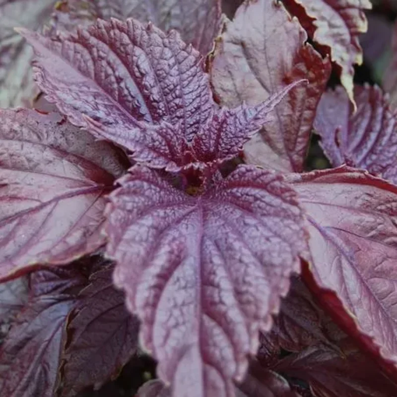 Perillas - Laos violet