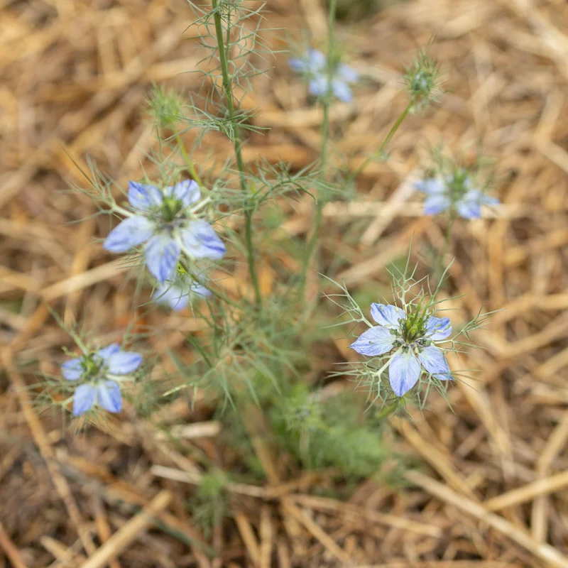 Nigella - Persian Jewels Mix