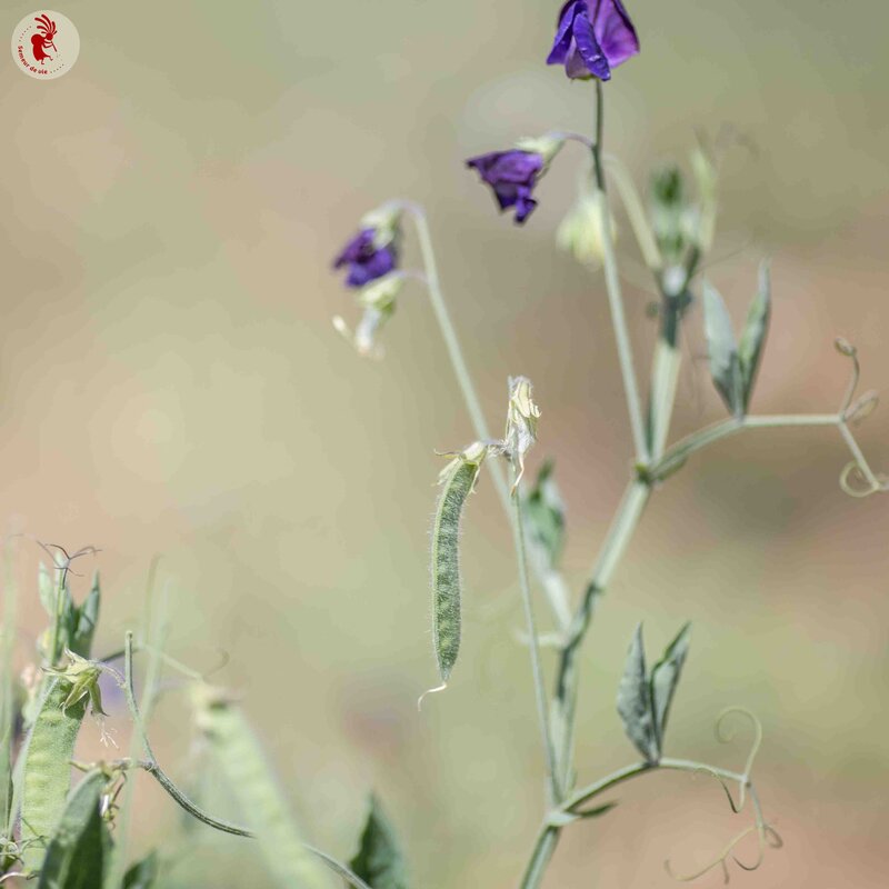 Sweet Pea - Lord Nelson