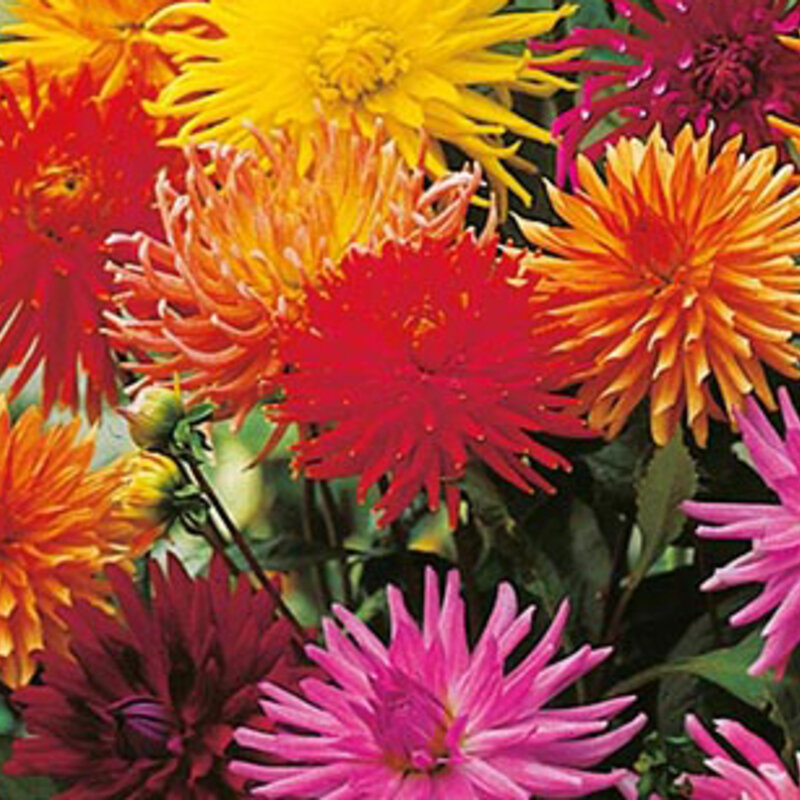 Dahlias - Cactus Flower Blend