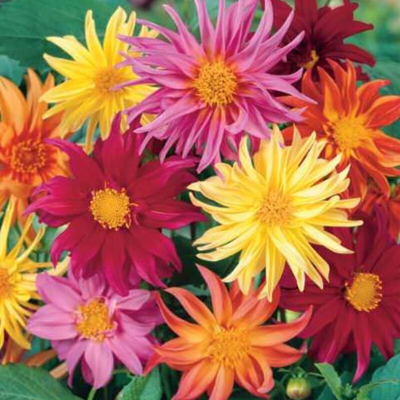 Dahlias - Cactus Flower Blend