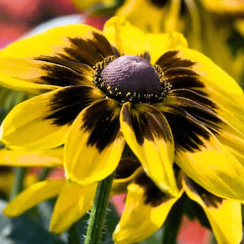 Rudbeckia - Denver Daisy