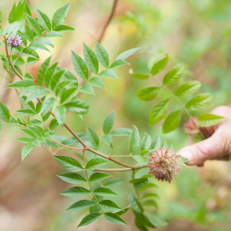 Licorice - Glycyrrhiza yunnanensis