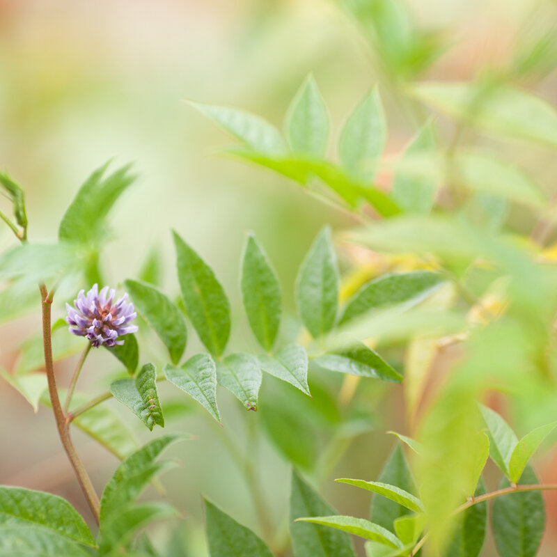 Licorice - Glycyrrhiza yunnanensis