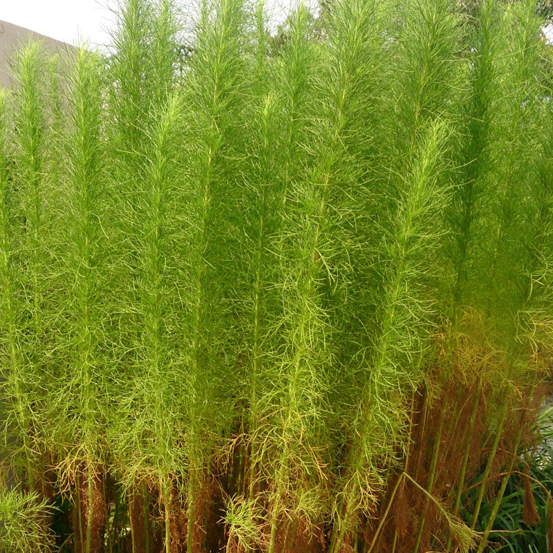 Artemisia - Redstem Wormwood