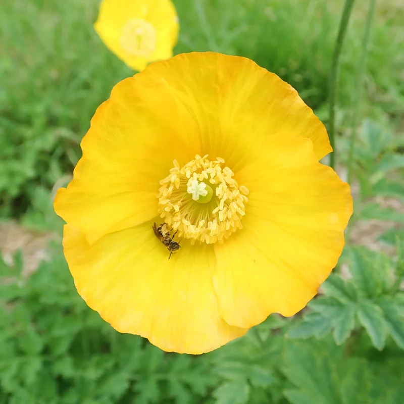 Poppies - Frances Perry