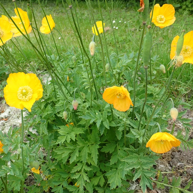 Poppies - Frances Perry