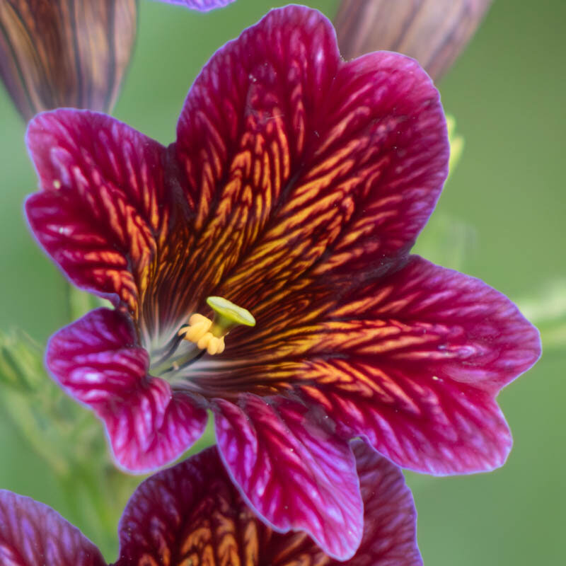 Salpiglossis - Painted Tongue Royal Mix