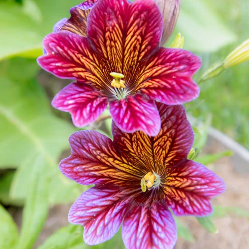 Salpiglossis - Painted Tongue Royal Mix