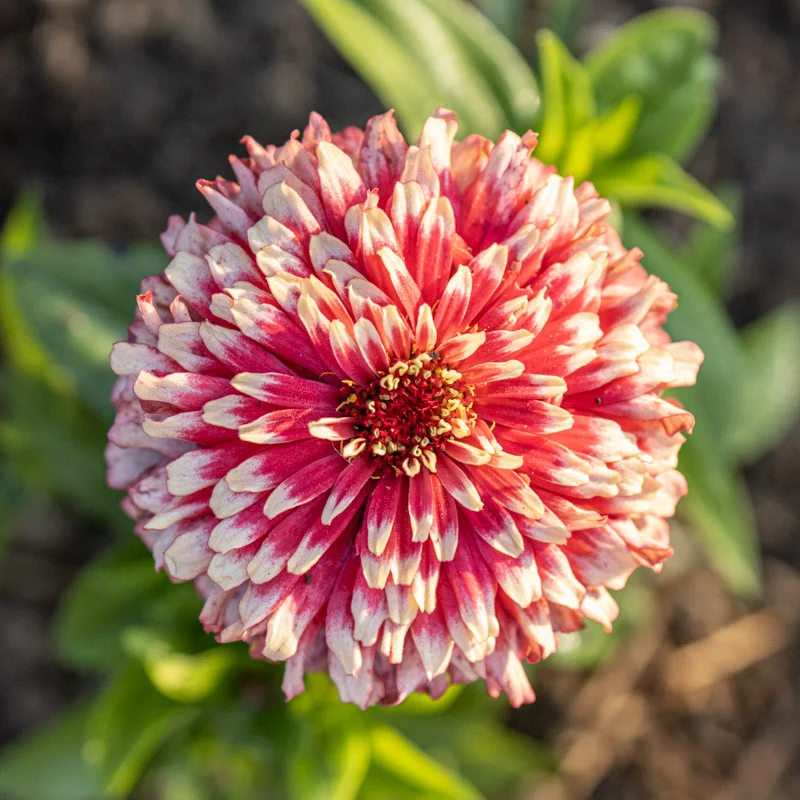 Zinnias - Swizzle Mix