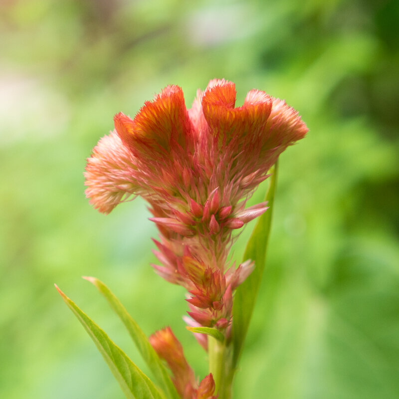 Celosia - Temple Bell