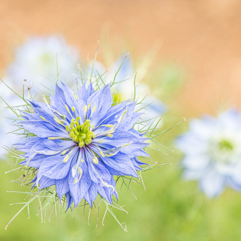 Nigella - Miss Jekyll Dark Blue