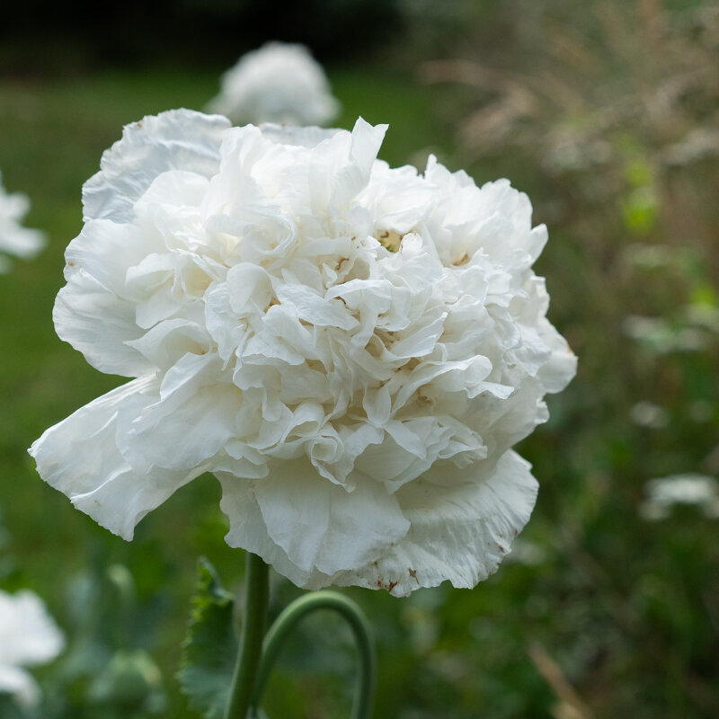 Poppies - Snowball Peony