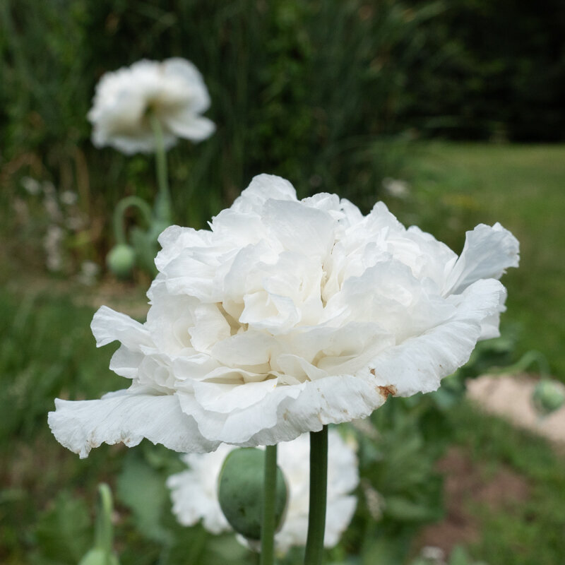 Poppies - Snowball Peony