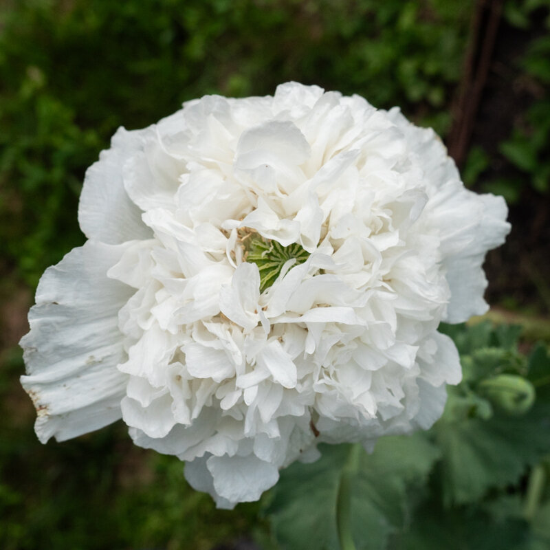 Poppies - Snowball Peony