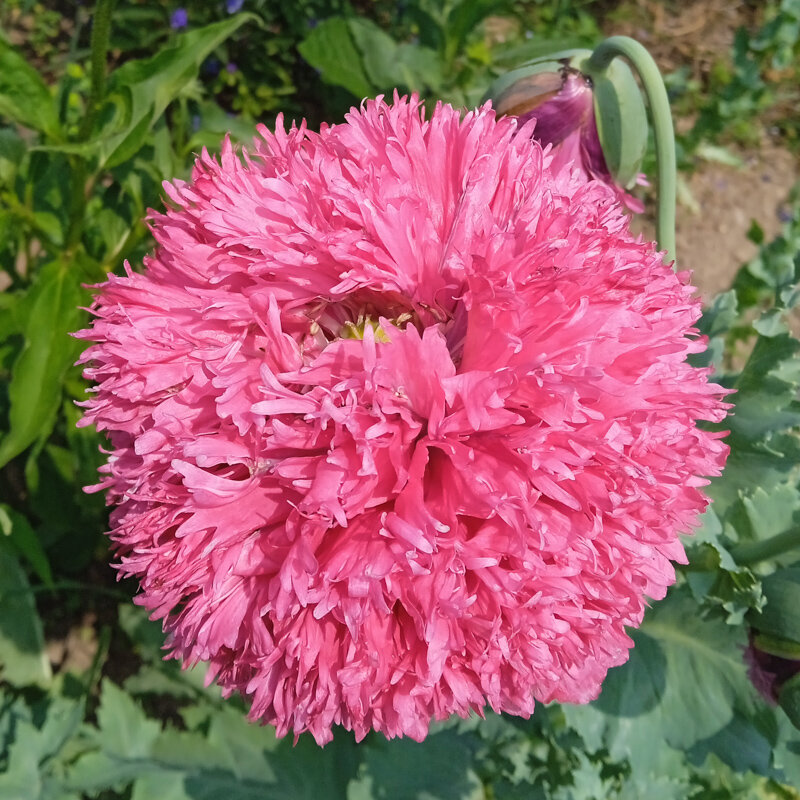 Poppies - Fine Petal Pink Peony