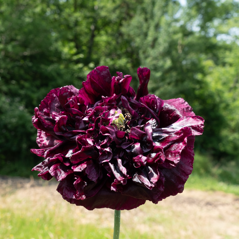 Poppies - Perky Peony Mix