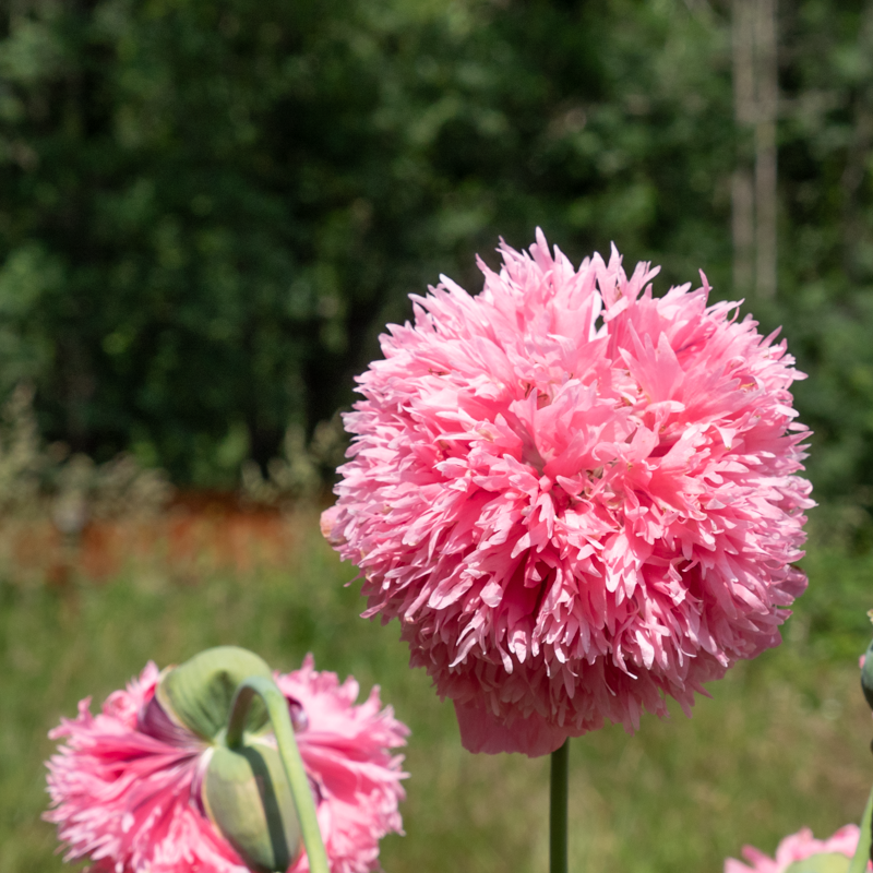 Poppies - Perky Peony Mix