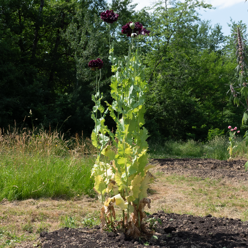 Poppies - Perky Peony Mix