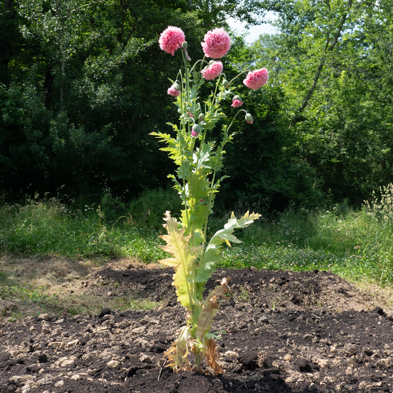 Poppies - Perky Peony Mix